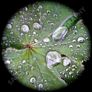 leaf-droplets_b